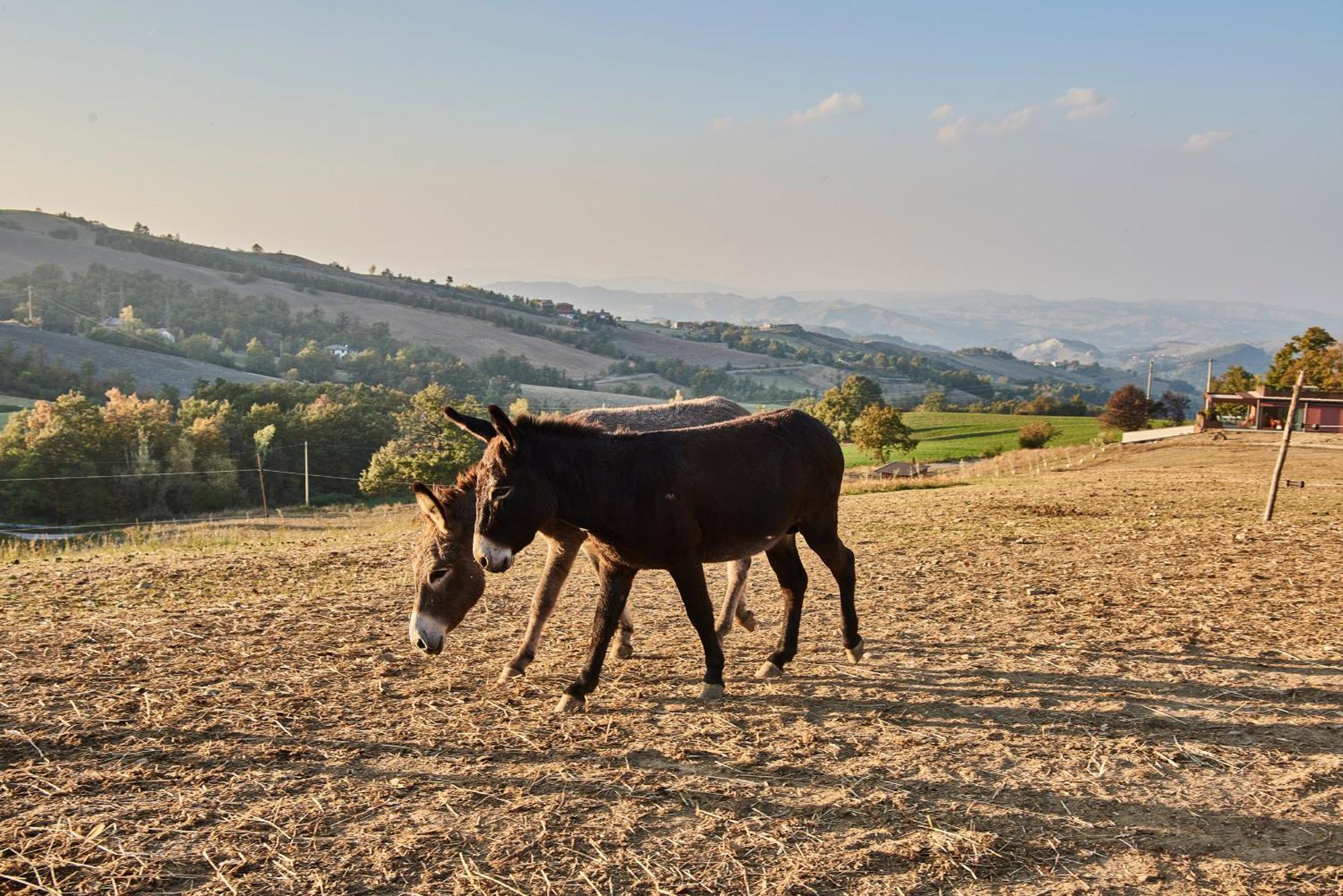 Agriturismo Prato Del Re Prignano sulla Secchia Ngoại thất bức ảnh